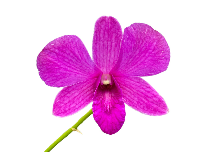 Dendrobium Burana Charming x D. Enobi Purple