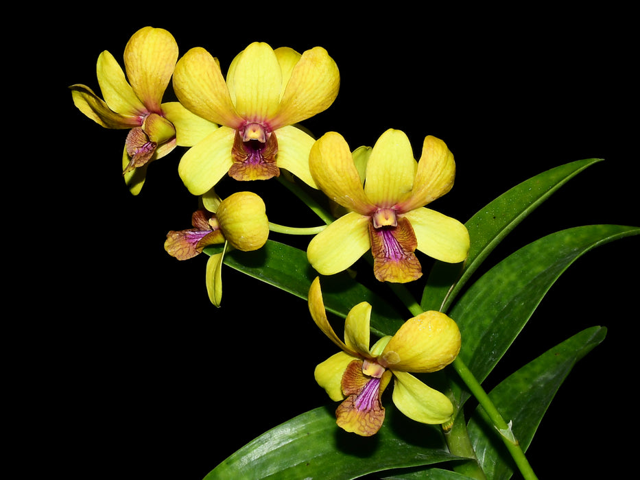 Dendrobium Burana Gold