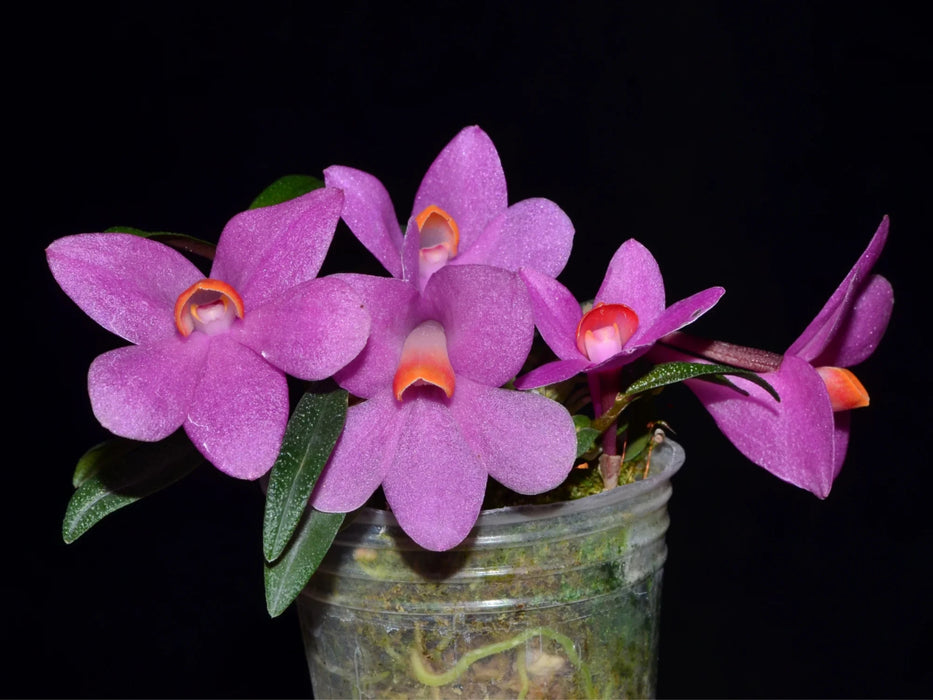 Dendrobium Butterfly Jewel f. pink