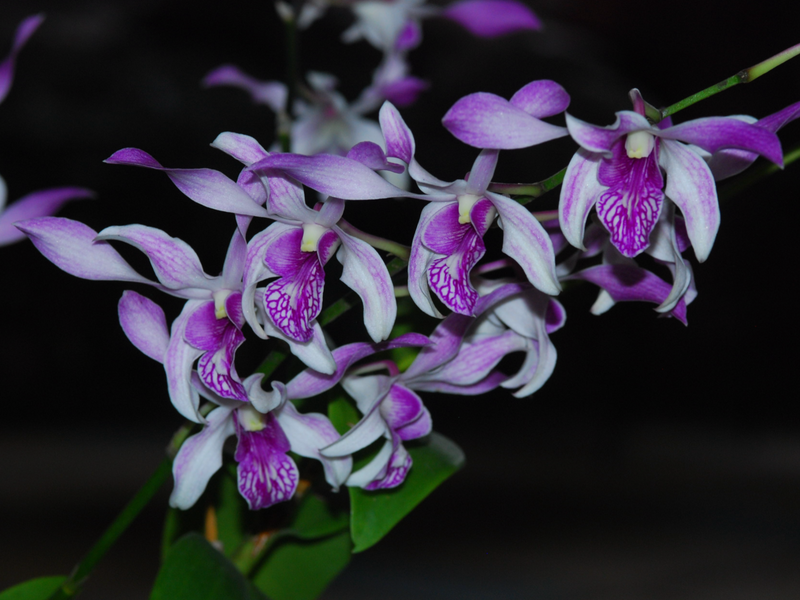Dendrobium Caesar Stripe