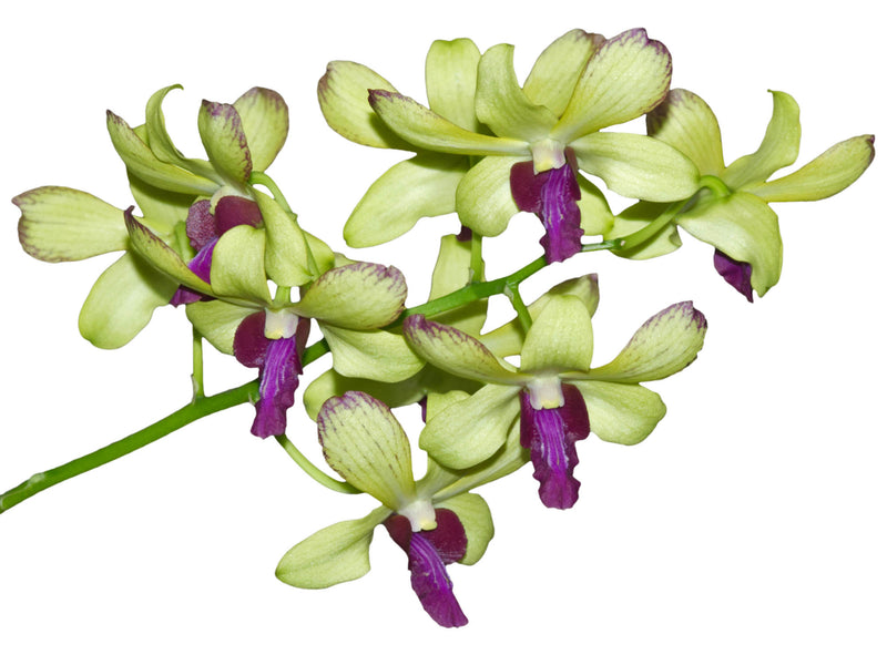 Dendrobium Chaisri Gold 1