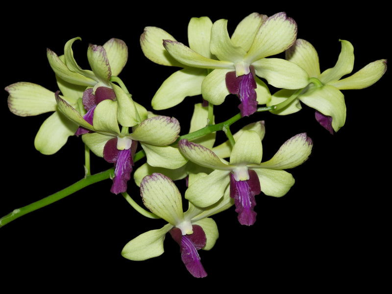 Dendrobium Chaisri Gold 1