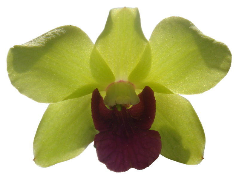 Dendrobium Chaisri Gold 1