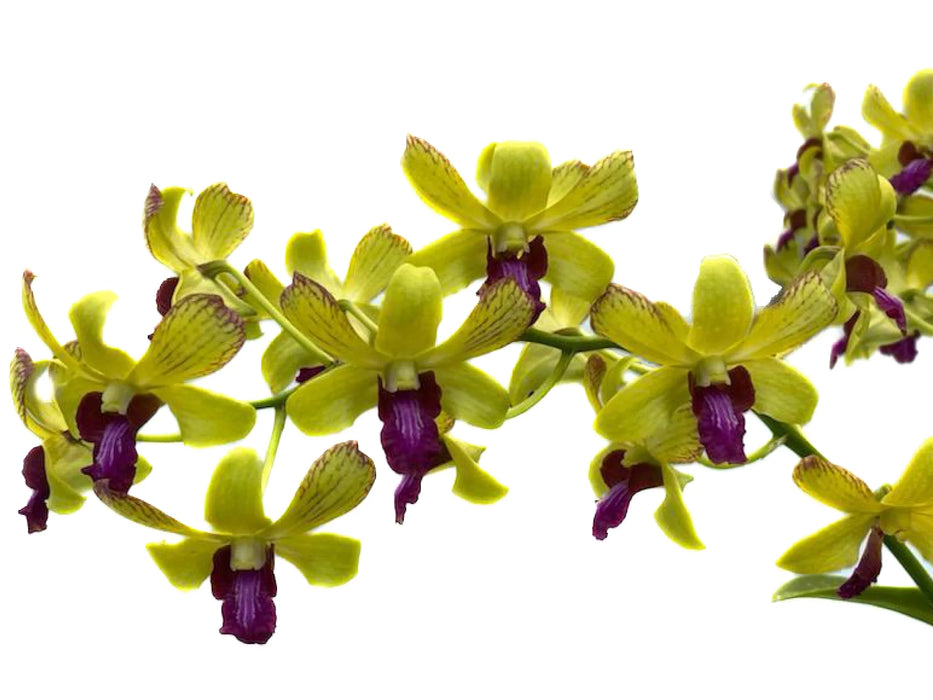 Dendrobium Chaisri Gold