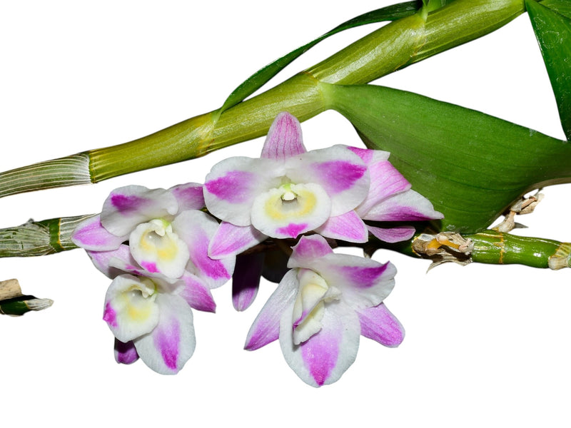 Dendrobium China Dream 'Crystal'