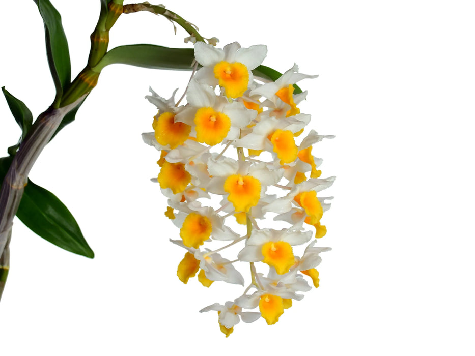 Dendrobium Cream Cascade