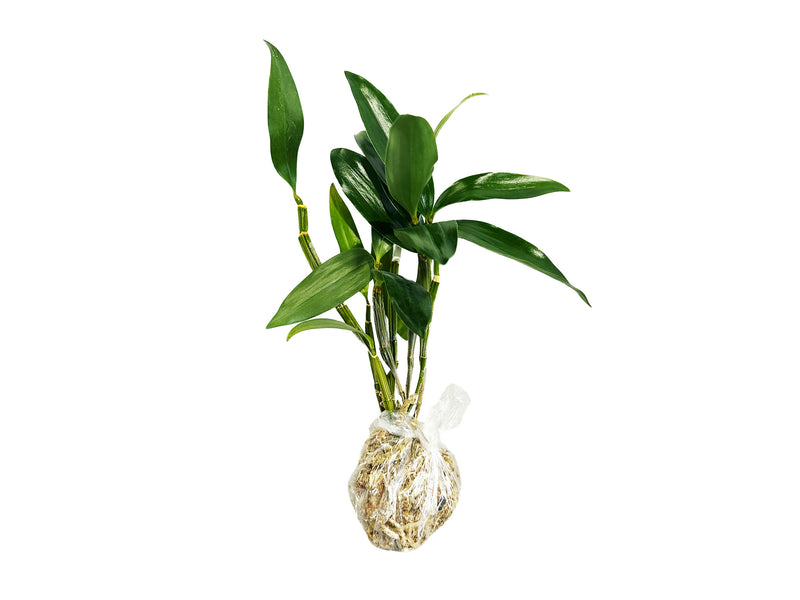 Dendrobium Cream Cascade