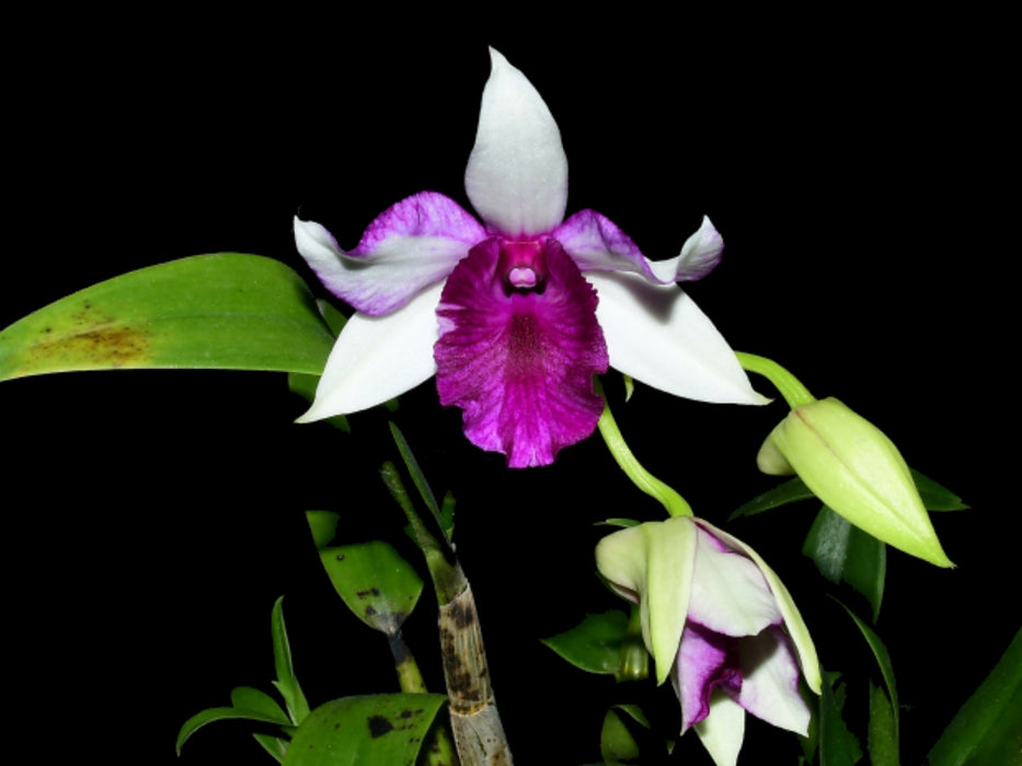 Dendrobium Cruentum-doreen