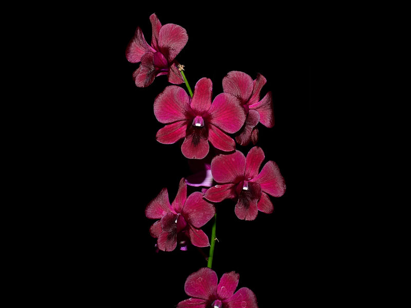 Dendrobium Daeng # 103