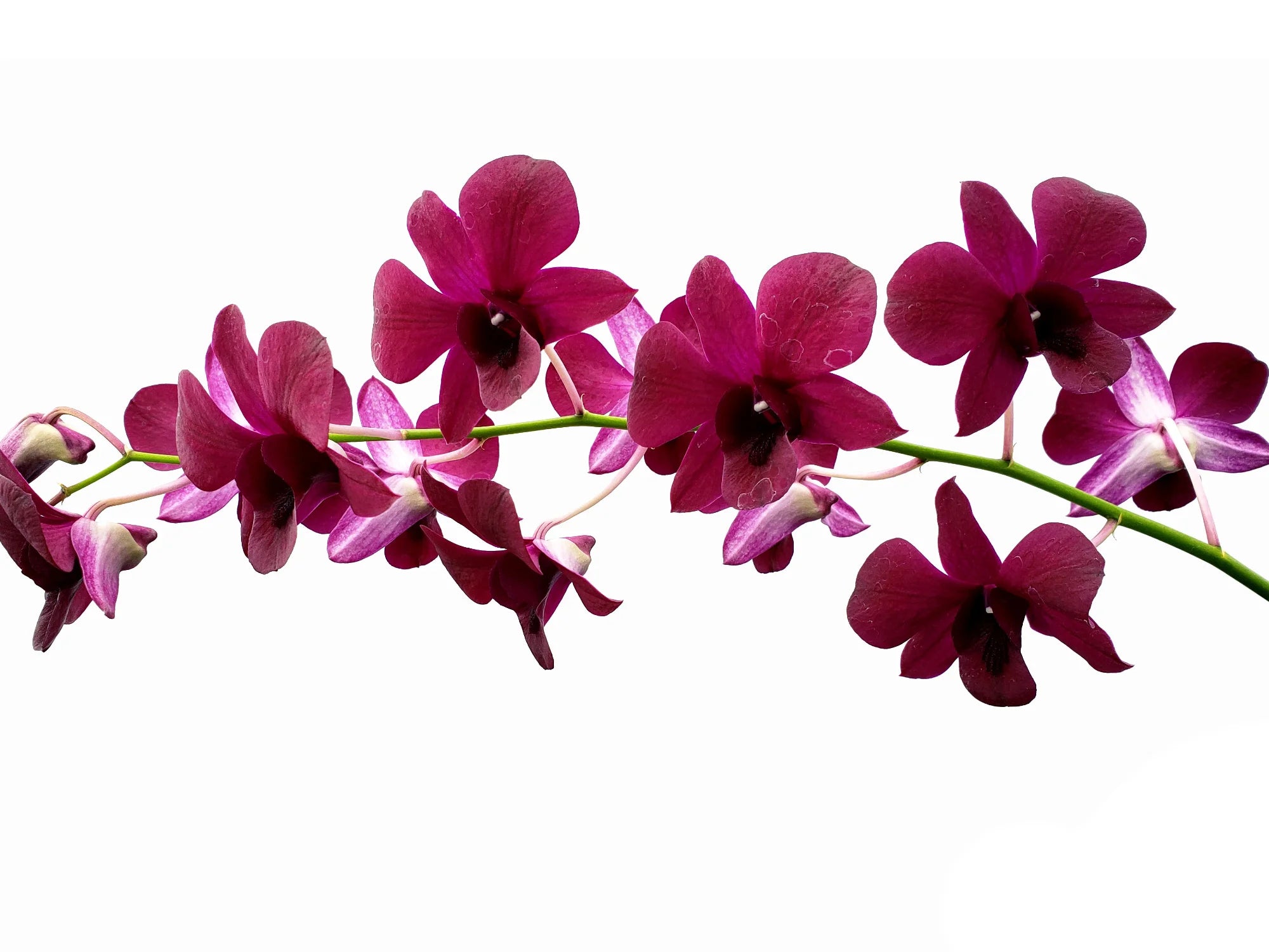 Dendrobium Daeng # 103