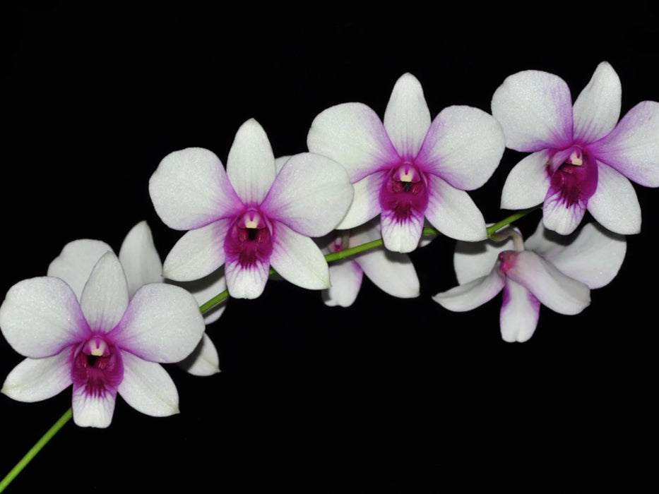 Dendrobium Dole Pule Bung