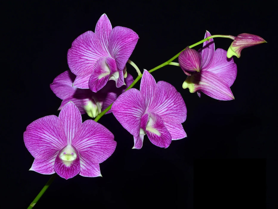 Dendrobium Doreen white x Thanet Stripe