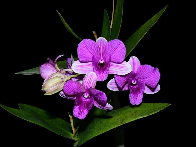 Dendrobium Ecuagenera Dream x Dendrobium Omu Pink