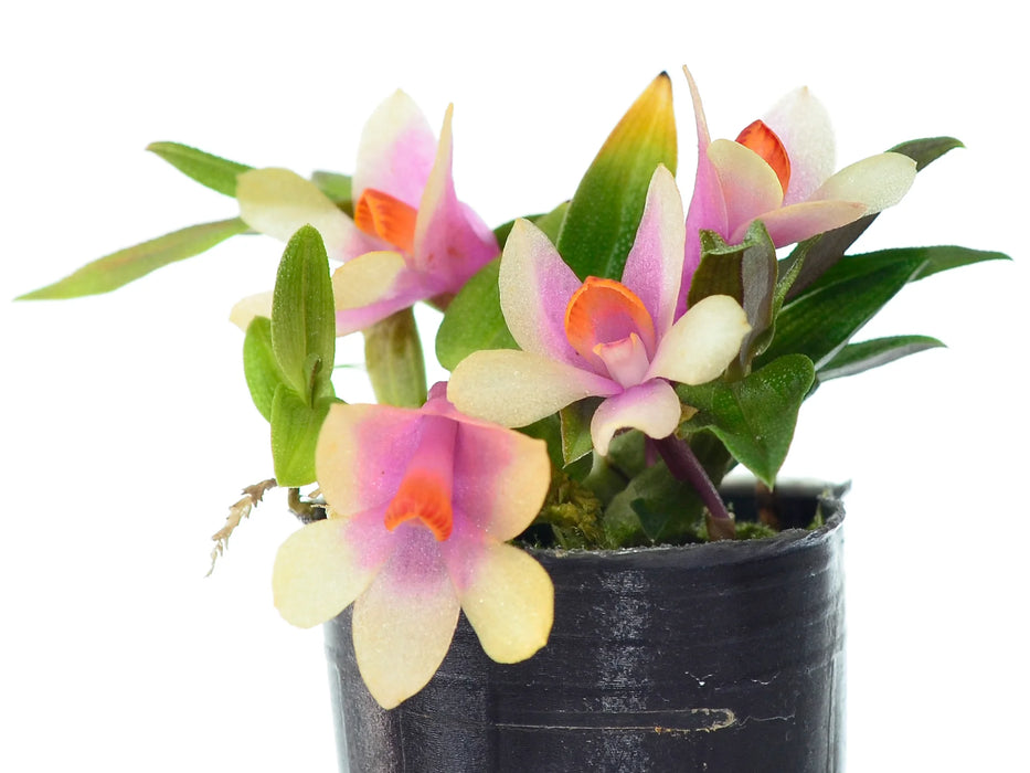 Dendrobium Ecuagenera Rainbow