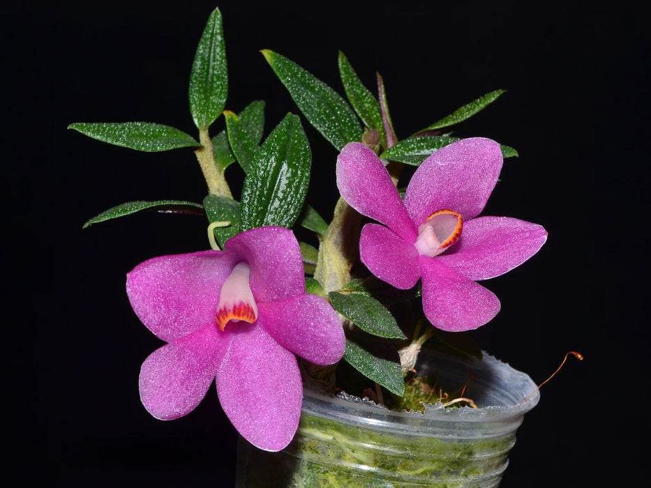 Dendrobium Ecuagenera Rainbow f. pink