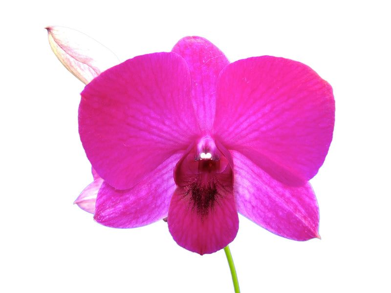 Dendrobium Elizabeth