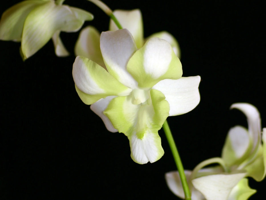 Dendrobium Emma White 'Mutation'