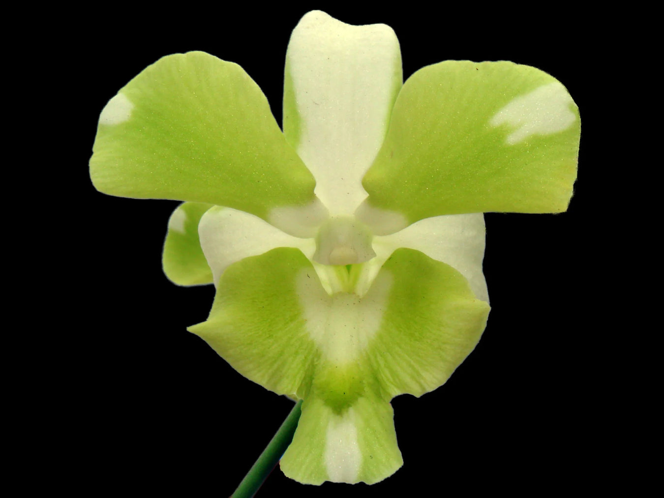 Híbrido de dendrobium