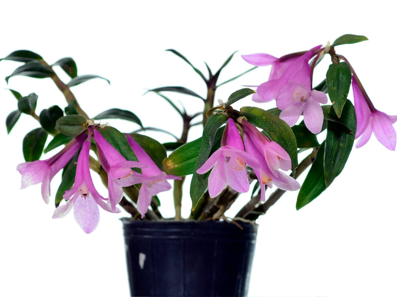 Dendrobium Gaetan Minet