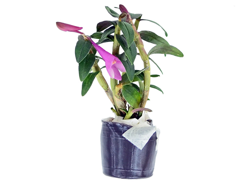 Dendrobium Gaetan Minet