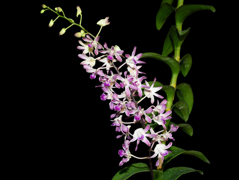 Dendrobium Gluediice