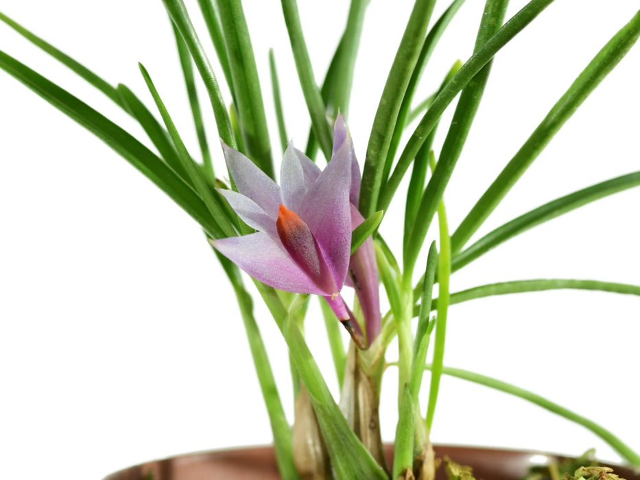 Dendrobium Gualaceo Blue Sky