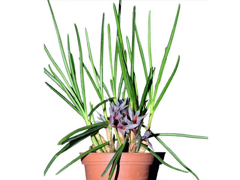 Dendrobium Gualaceo Blue Sky