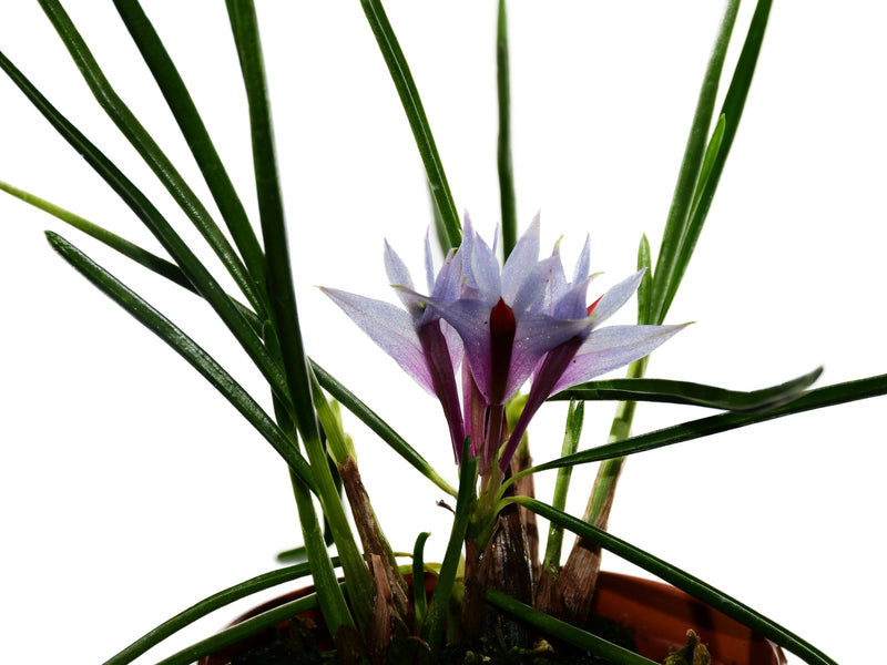 Dendrobium Gualaceo Blue Sky