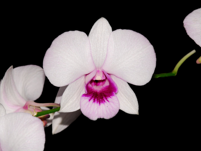 Dendrobium Guayas Pepe