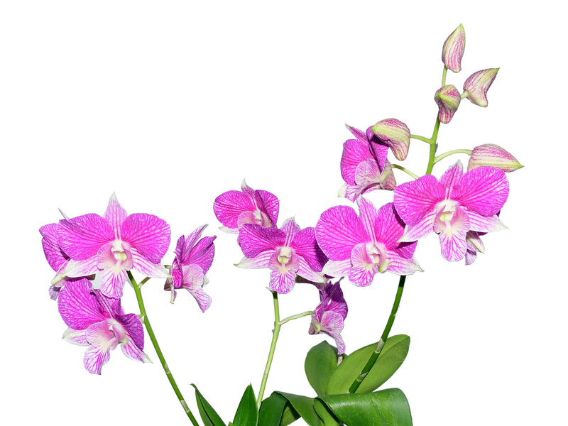 Dendrobium Hawaii Spectacular