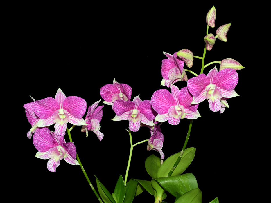 Dendrobium Hawaii Spectacular (Big Alex x spectabile) 21933