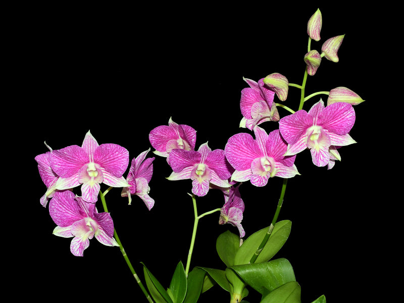 Dendrobium Hawaii Stripes