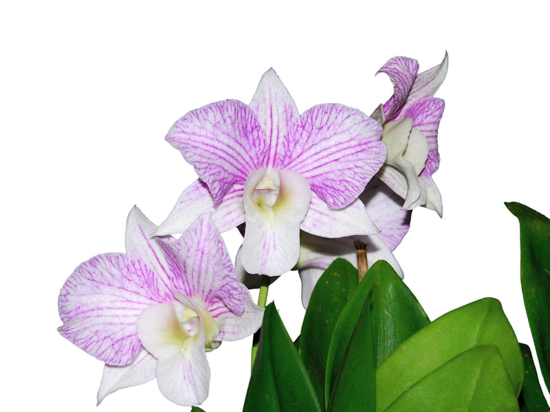 Dendrobium Hawaii Stripes