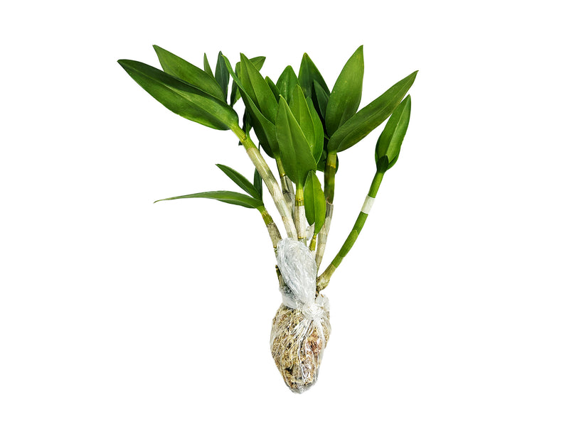 Dendrobium Hawaii Stripes