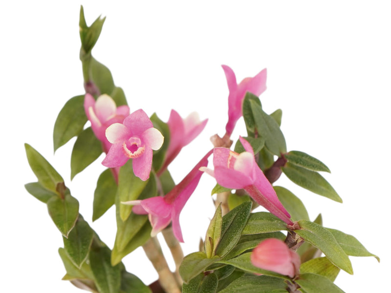 Dendrobium Illusion Purple