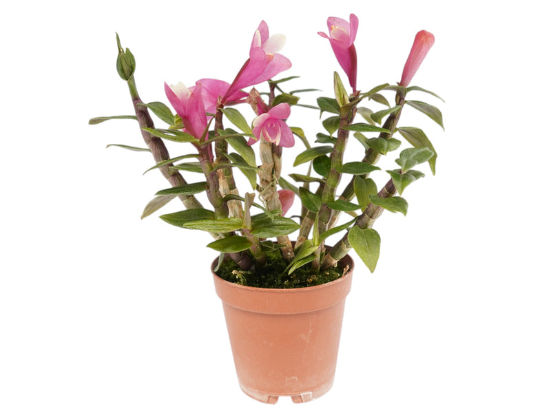 Dendrobium Illusion Purple