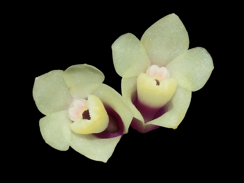 Dendrobium Illusion Red White