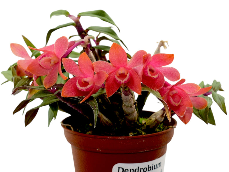 Dendrobium Illusion f. red