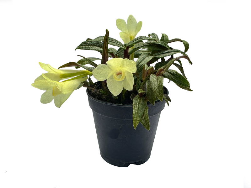 Dendrobium Illusion f. xanthinum