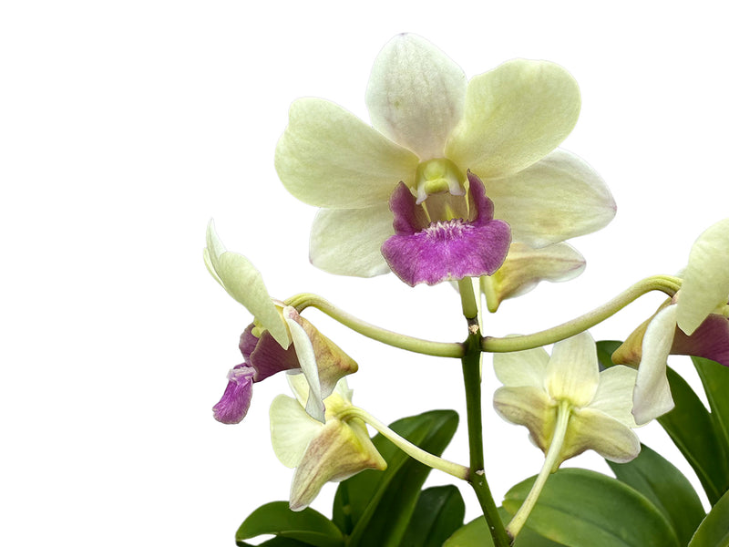 Dendrobium Imelda Jade Mut White