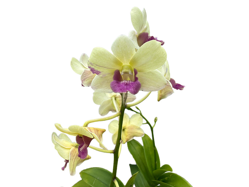 Dendrobium Imelda Jade Mut White