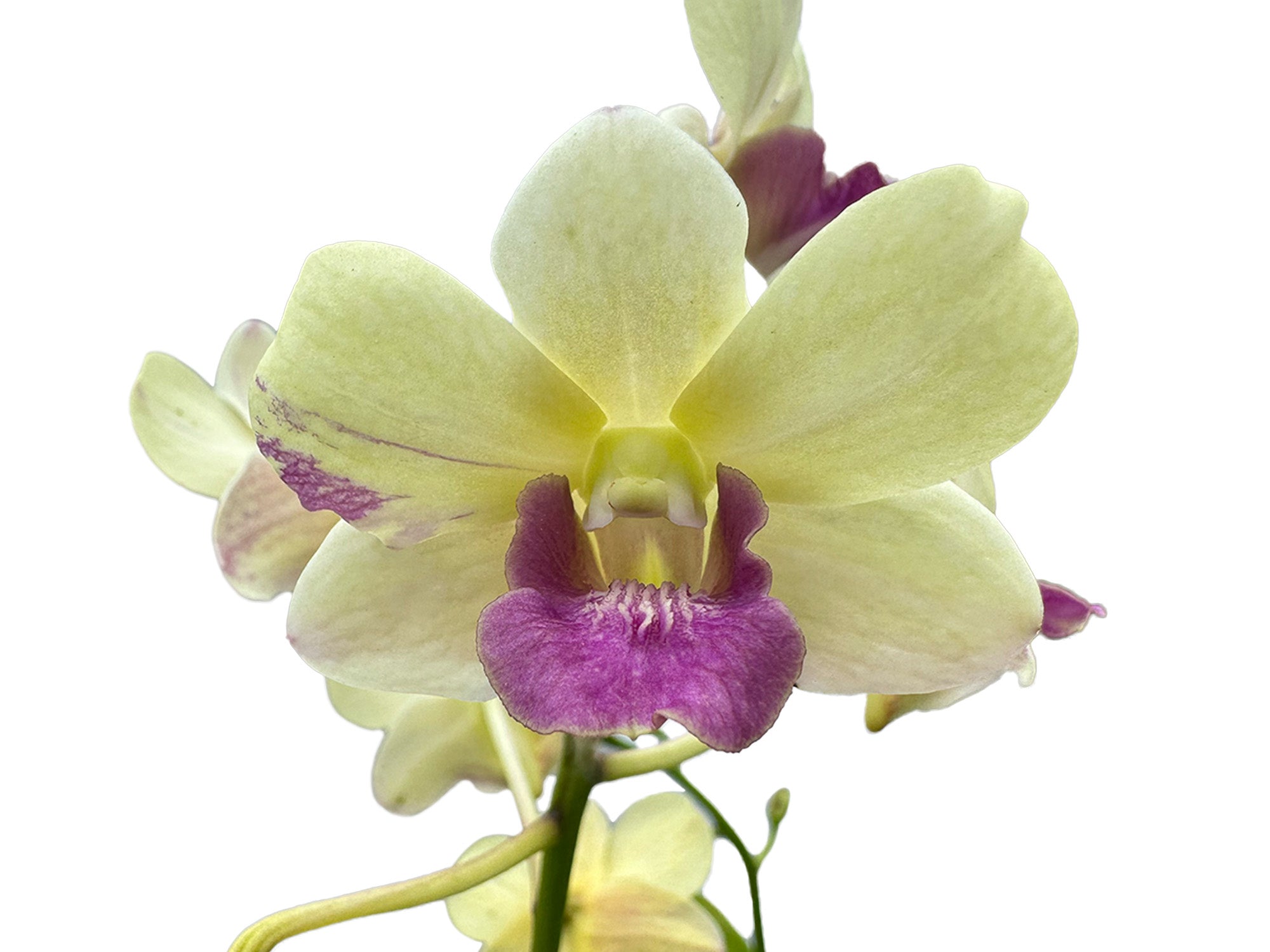 Dendrobium Imelda Jade Mut White