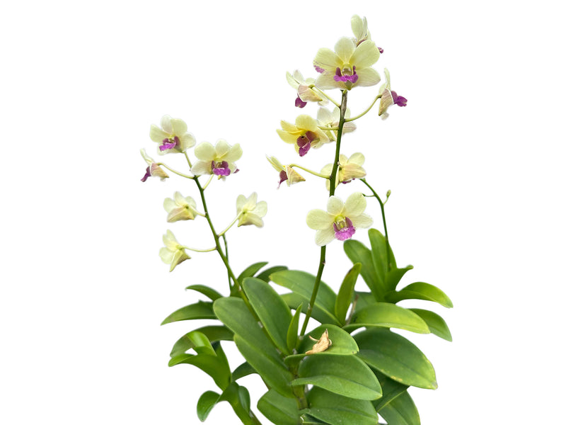Dendrobium Imelda Jade Mut White