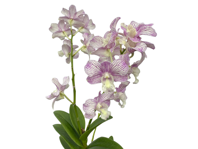 Dendrobium Jacky x Den. Thanaid Stripe