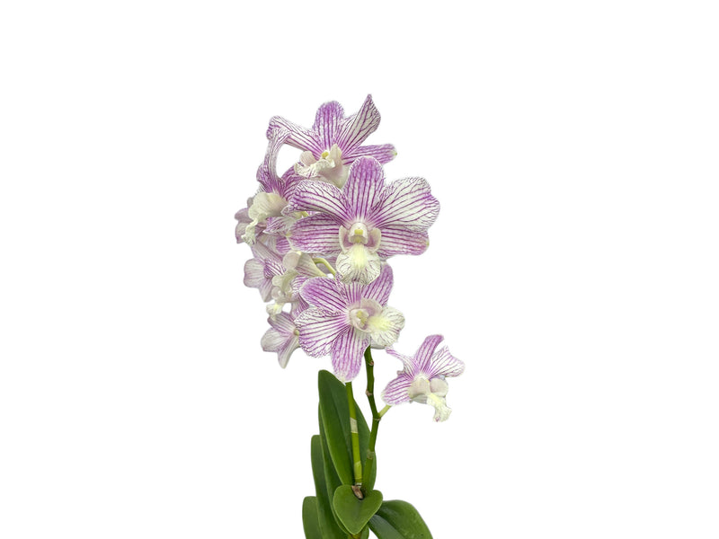 Dendrobium Jacky x Den. Thanaid Stripe