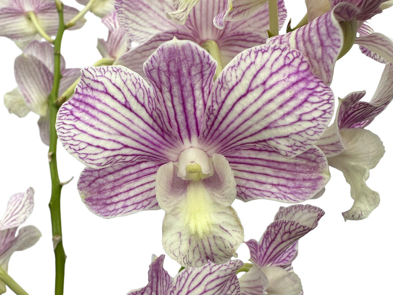 Dendrobium Jacky x Den. Thanaid Stripe