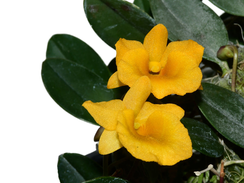 Dendrobium jenkinsii