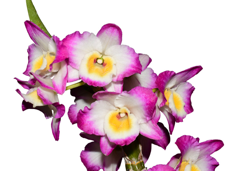Dendrobium Joyful Day