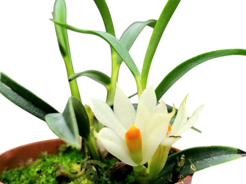 Dendrobium Judith Minet