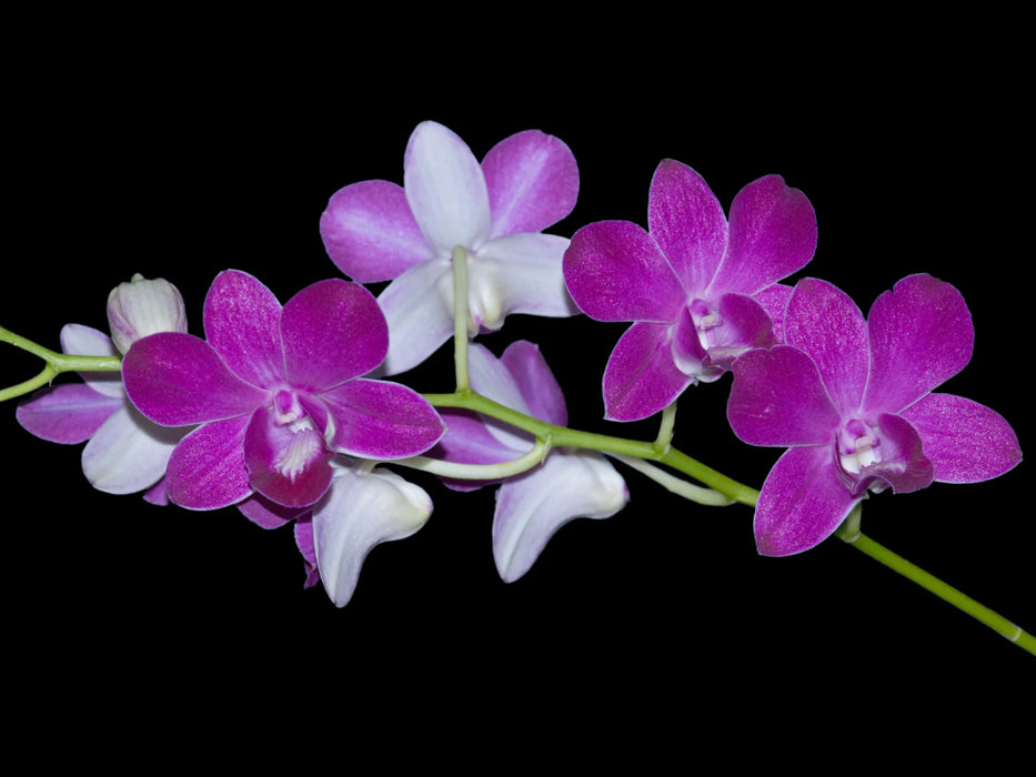 Dendrobium Kanitha Pink